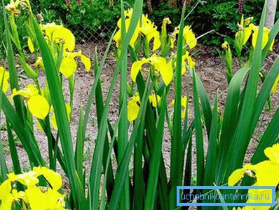 1223 Palude di Iris