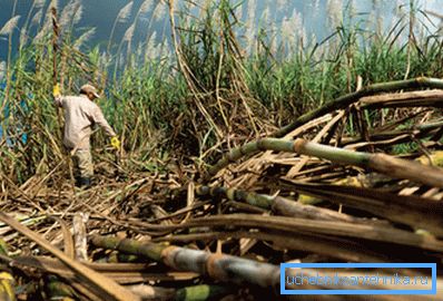Il Brasile è il più grande paese di etanolo della canna da zucchero. Il Brasile è il più grande paese di etanolo della canna da zucchero.