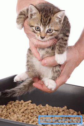 Agisci il più delicatamente possibile, non spaventare e punire il cucciolo vicino al gabinetto. Agisci il più delicatamente possibile, non spaventare e punire il cucciolo vicino al gabinetto.