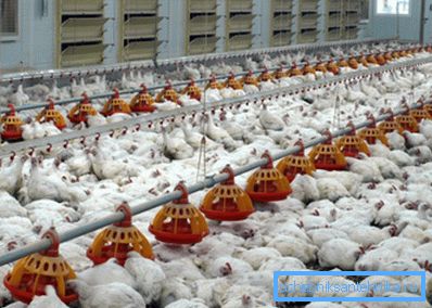 Per gli allevamenti di pollame è necessario sviluppare uno speciale sistema di ventilazione obbligatoria. Per gli allevamenti di pollame è necessario sviluppare uno speciale sistema di ventilazione obbligatoria.