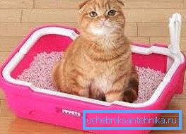 Se il gattino cammina con sicurezza nel vassoio, puoi iniziare a formare una nuova abilità.