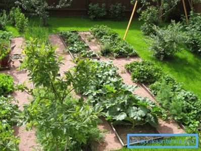 Un buon giardino ha bisogno di annaffiare abbondantemente. Un buon giardino ha bisogno di annaffiare abbondantemente.