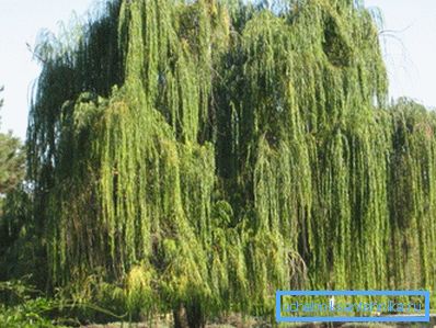 La vegetazione esistente sul sito può aiutare a trovare il posto migliore per un pozzo o un pozzo. La vegetazione esistente sul sito può aiutare a trovare il posto migliore per un pozzo o un pozzo.
