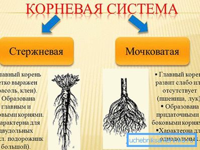 Sistema di root