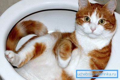 Il gatto può essere insegnato a utilizzare dispositivi sanitari progettati per gli esseri umani. Il gatto può essere insegnato a utilizzare dispositivi sanitari progettati per gli esseri umani.