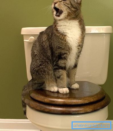 Il gatto va in bagno solo da solo, deve essere capito. Il gatto va in bagno solo da solo, deve essere capito.