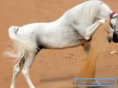 Il cavallo sente l'umidità Il cavallo sente l'umidità
