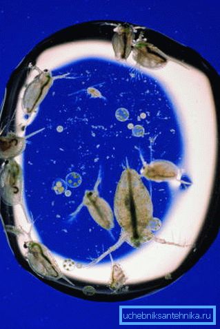 Microrganismi in una goccia d'acqua al microscopio. Microrganismi in una goccia d'acqua al microscopio.