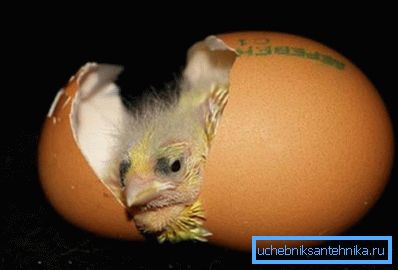 Nella foto - la conclusione del pollo Nella foto - la conclusione del pollo