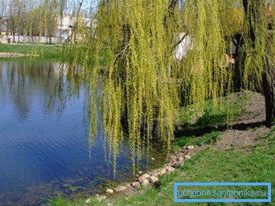 Un buon esempio del desiderio del salice nell'acqua Un buon esempio del desiderio del salice nell'acqua