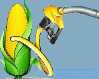 Oggi il mais è considerato il raccolto più promettente per i biocarburanti. Oggi il mais è considerato il raccolto più promettente per i biocarburanti.