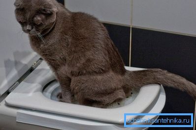 Devi aspettare che il gatto si abitui a usare il vassoio installato sul water Devi aspettare che il gatto si abitui a usare il vassoio installato sul water