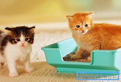 L'allenamento inizia dai primi giorni di vita di un animale domestico in casa. L'allenamento inizia dai primi giorni di vita di un animale domestico in casa.