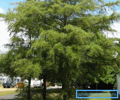 Black Alder Imperialis