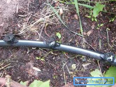 Innaffiatura dell'uva attraverso un tubo in polietilene Innaffiatura dell'uva attraverso un tubo in polietilene