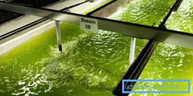 Produzione di biocarburanti da alghe Produzione di biocarburanti da alghe