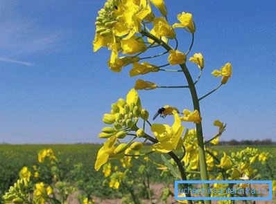 I semi di canola sono ricchi di olio vegetale, che viene utilizzato per produrre biocarburanti I semi di canola sono ricchi di olio vegetale, che viene utilizzato per produrre biocarburanti