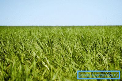 La materia prima per la produzione di biocarburanti è biologica La materia prima per la produzione di biocarburanti è biologica
