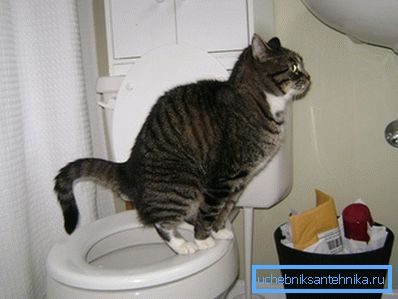 Rimuoviamo l'imitazione e ammiriamo il gatto imparato. Rimuoviamo l'imitazione e ammiriamo il gatto imparato.