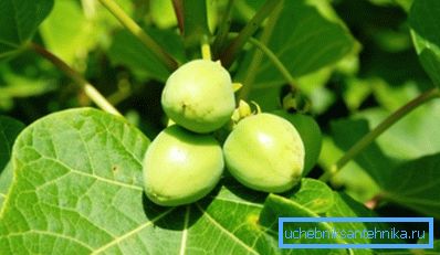 Jatropha - una potenziale pianta per i biocarburanti Jatropha - una potenziale pianta per i biocarburanti