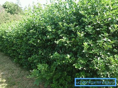 1223 Siepe di biancospino