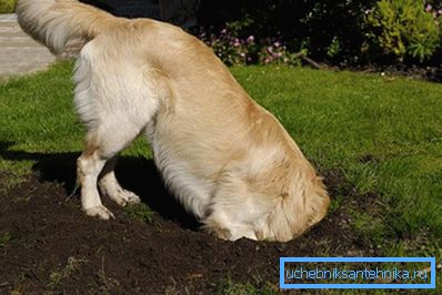 Gli animali scavano dove l'acqua è più vicina alla superficie. Gli animali scavano dove l'acqua è più vicina alla superficie.